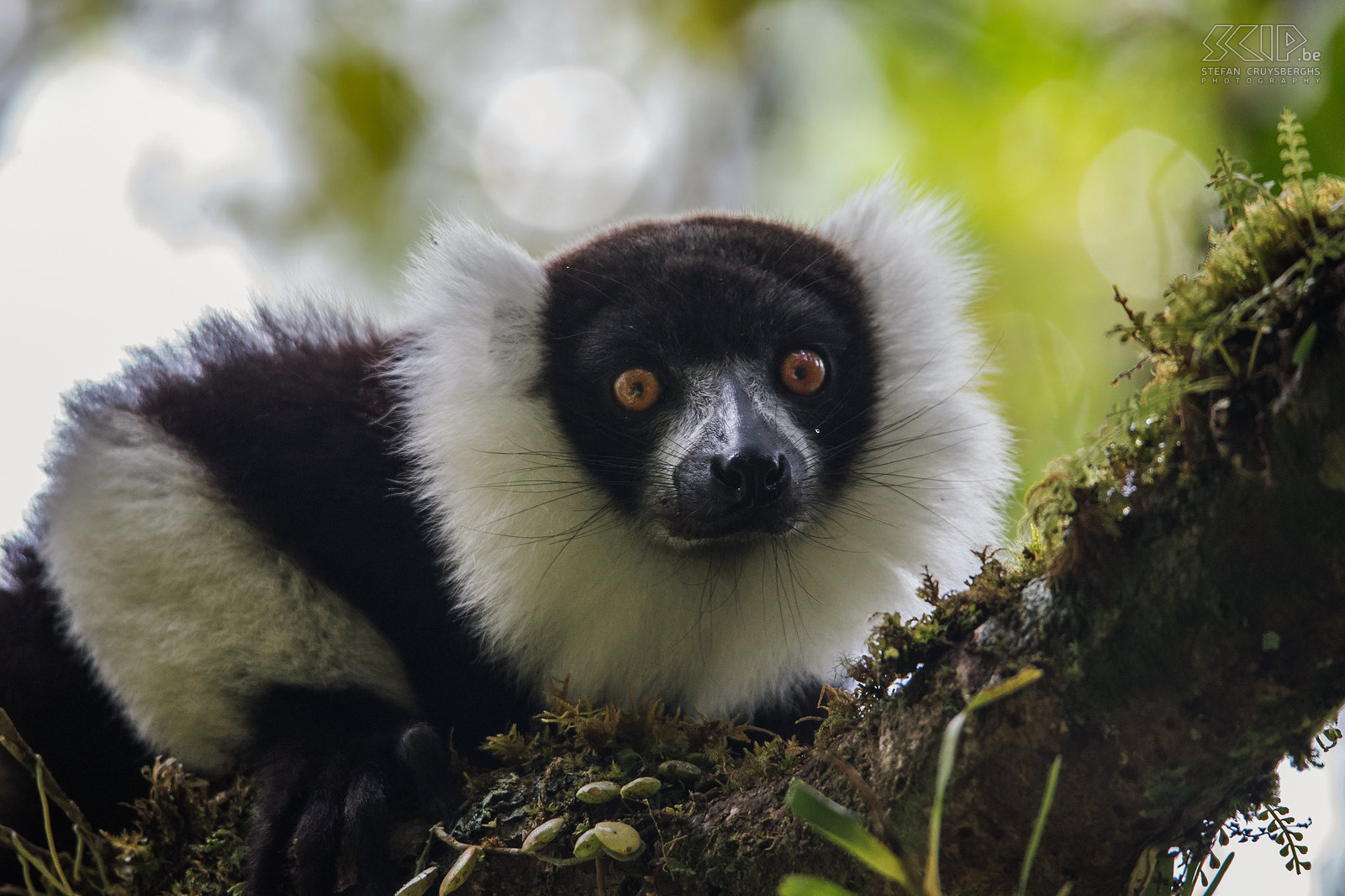 Mantadia - Bonte maki De vari, bonte maki of gekraagde maki (Black-and-white ruffed lemur , Varecia variegata) is een bedreigde diersoort. Ze zijn vrij groot en het grootste deel van hun tijd brengen ze door hoog in de bomen van het regenwoud. Ze maken ook indrukwekkende geluiden. Stefan Cruysberghs